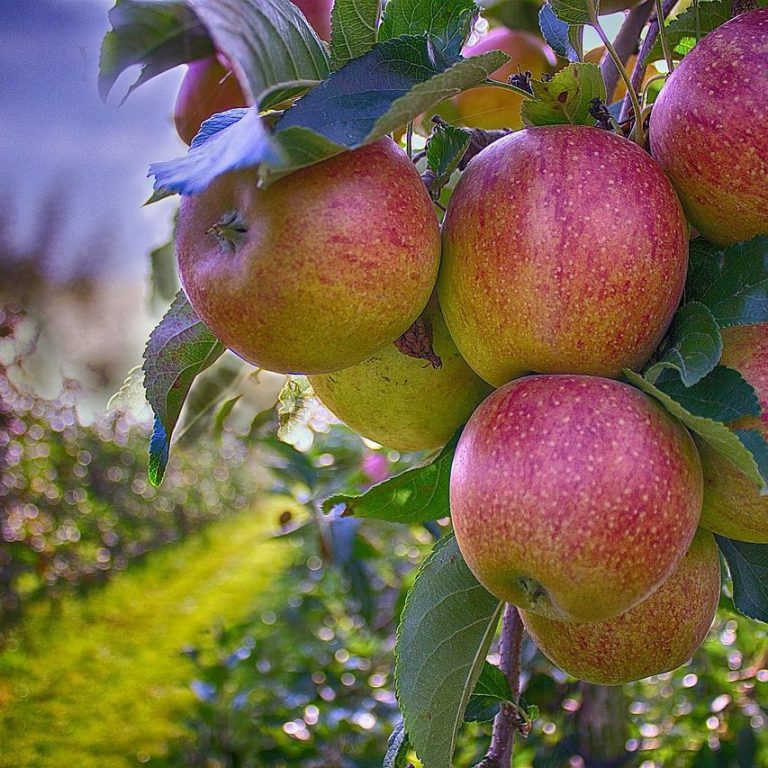 Apples hanging on a tree